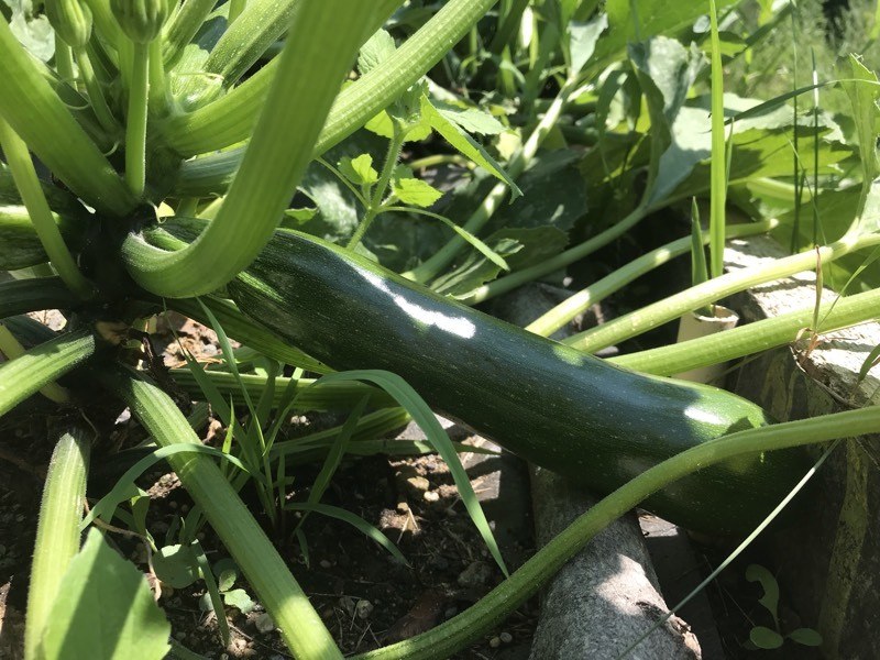 photo - 2019-07-19T123318.509